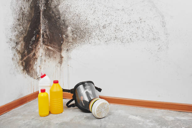 Oceanport, NJ Mold Removal Company