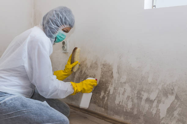 Mold Testing and Removal in Oceanport, NJ