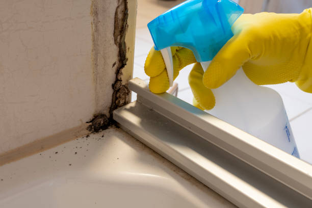 Best Residential Mold Removal  in Oceanport, NJ