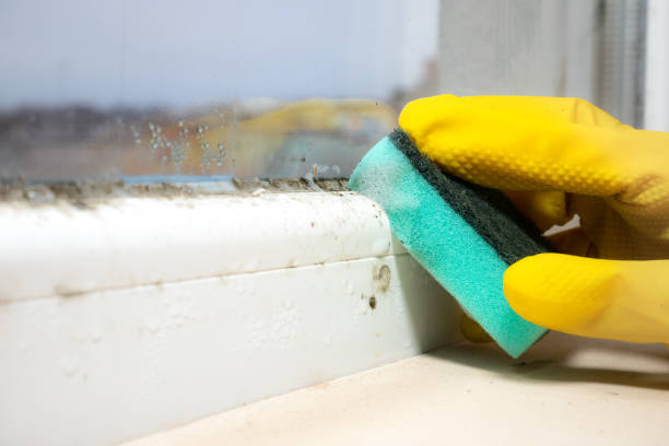 Best Affordable Mold Removal  in Oceanport, NJ