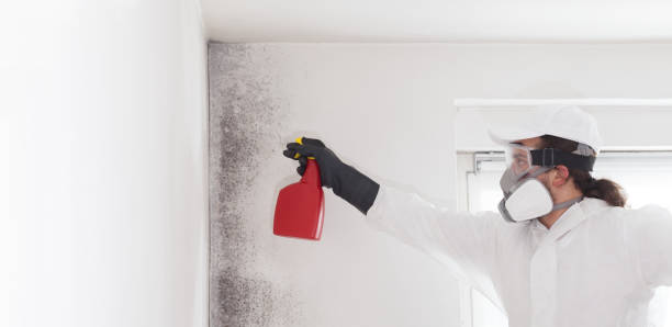 Best Mold Damage Repair  in Oceanport, NJ