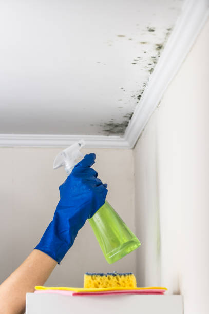 Attic Mold Removal in Oceanport, NJ