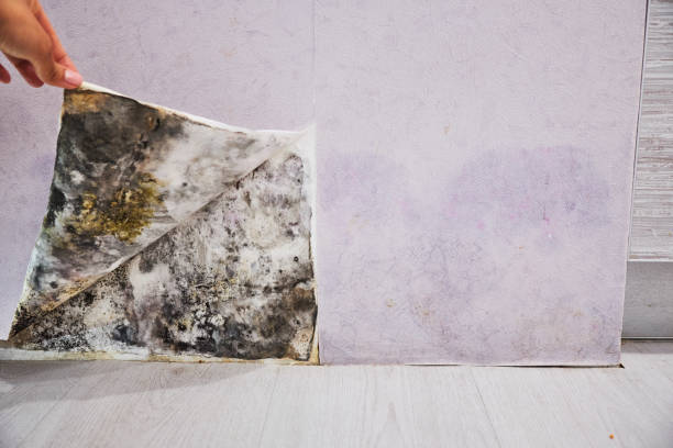 Best Same-Day Mold Removal  in Oceanport, NJ